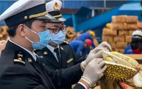赚中国人钱还毒害中国人？泰国榴莲这事越挖越吓人，很多中国人都爱吃，可谁能想到，这