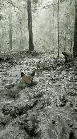 猴子救了小鹿，为啥对母鹿抛去石块？没看懂。