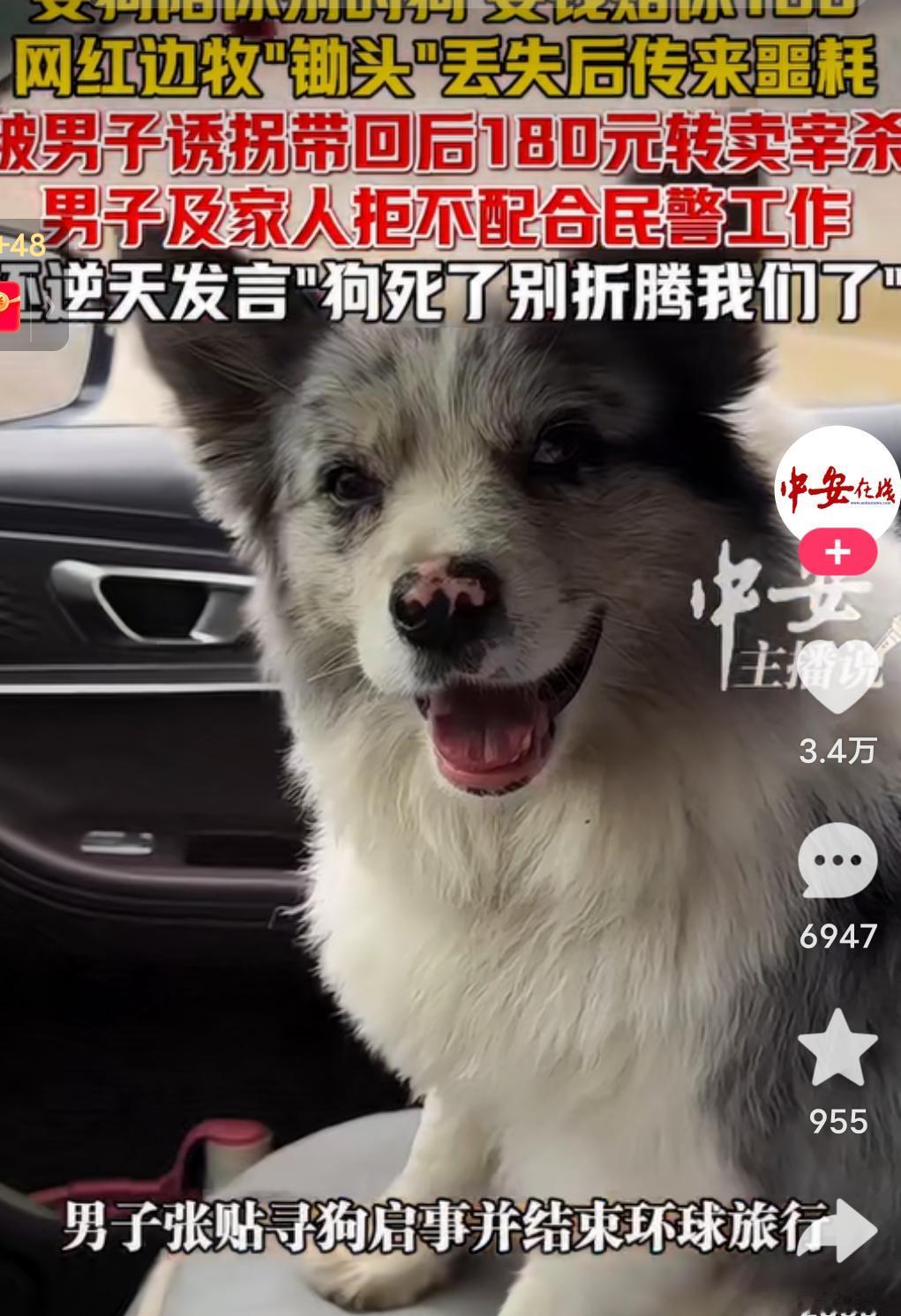 太令人气愤了！百万网红边牧“锄头”丢失，主人悬赏5000元寻找，然而，当找到盗狗