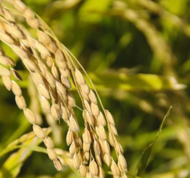 五大常任理事国的粮食自给率情况如下：第一，法国的粮食自给率高达329%。第二，俄