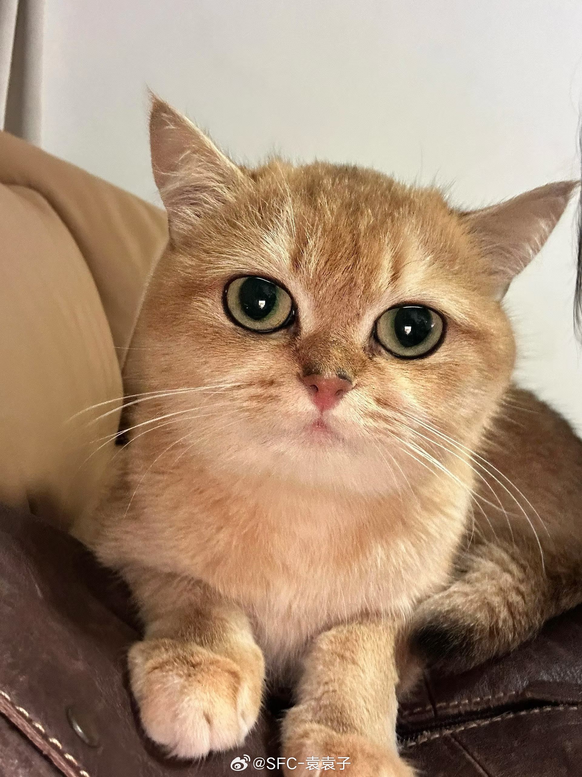本人也是有小猫了小猫叫波吉金渐层英短​​​