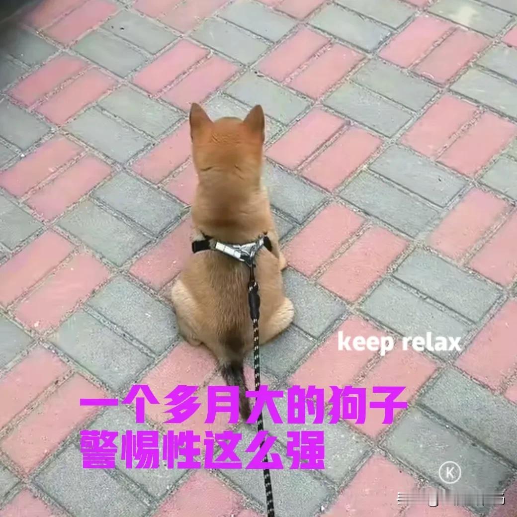 前段时间，在网上买了一只田园犬。小狗是从广西快递过来的，是正宗的中华田园犬。狗子