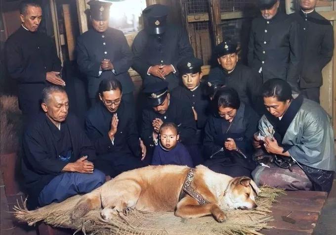 這是忠犬八公1935年的最後一張照片。主人逝去後又在澀谷火車站苦苦等待主人十年！