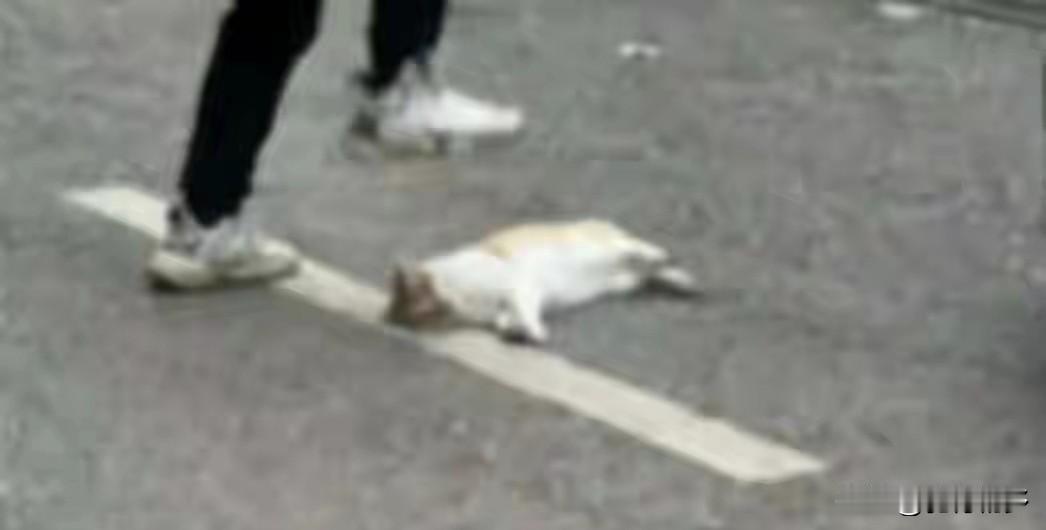 残忍！纵使橘猫有错教师也不该当众用脚踩死猫！近日，某校体育老师当着学生的面用脚踩