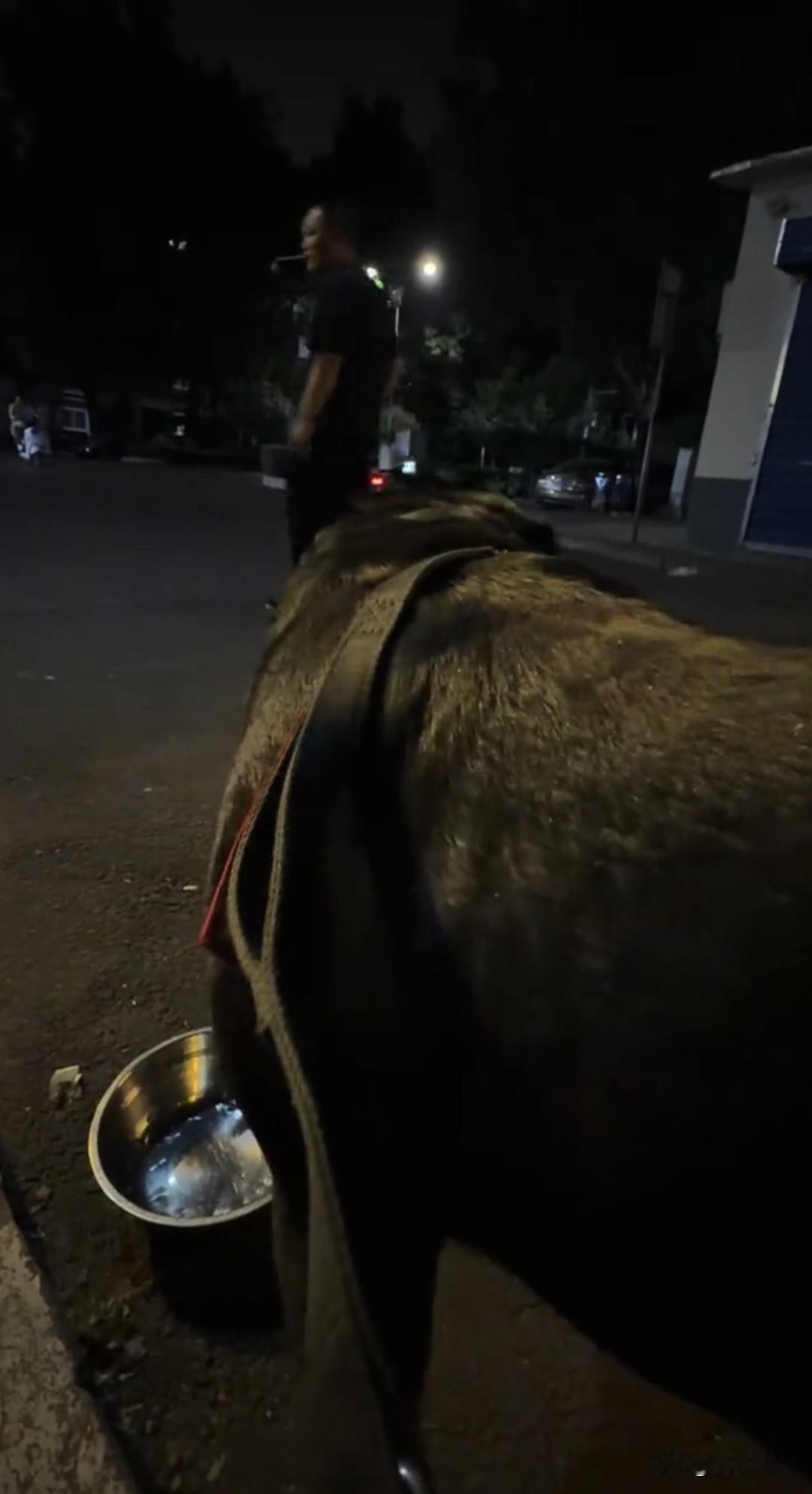 深夜十二点，女孩还带着罗威纳在外面溜达。走累了，狗狗瞧见一个装着水的盆子，便凑过