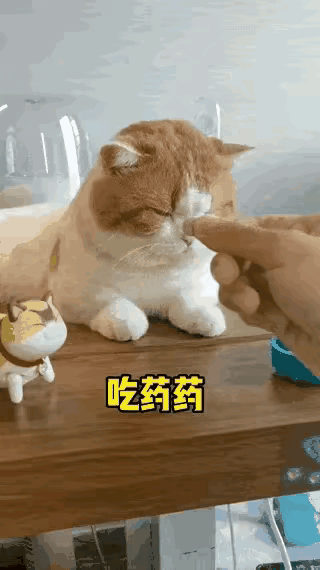 猫咪生病拒吃药，铲屎官当场“杀鸡儆猴”，下一秒笑不活了！谁家铲屎官喂药能这