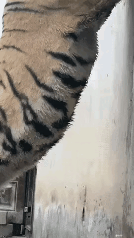 想问一个问题，武松在在喝多少碗的情况下敢单挑这家伙？