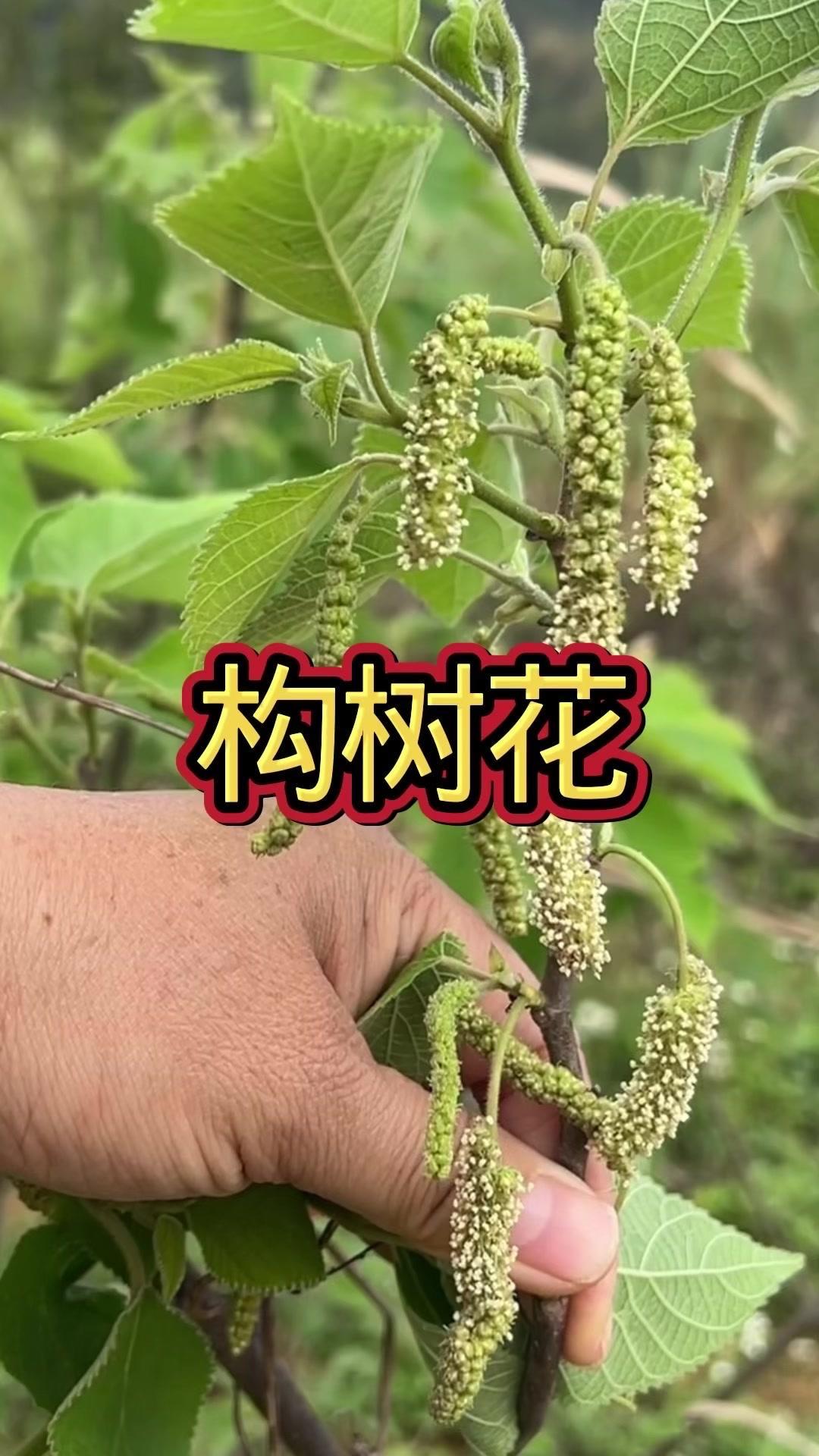 你们家乡有这种“毛毛虫”花穗吗？🌿这个长得像毛毛虫的花穗，其实是构树的花，被称