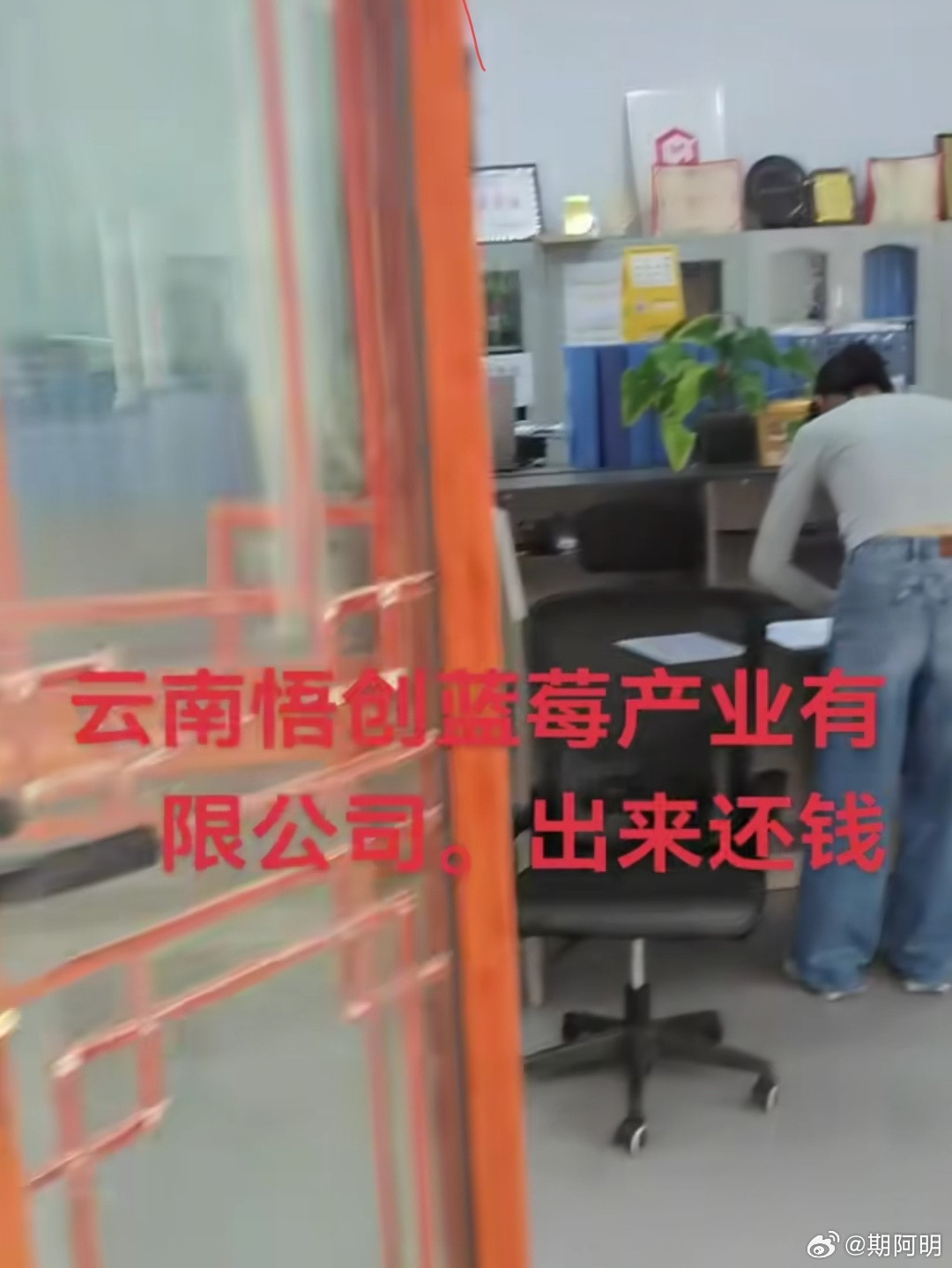 盲目跟风种植蓝莓的后果来了，悟创集团大量拖欠农民工工资。
