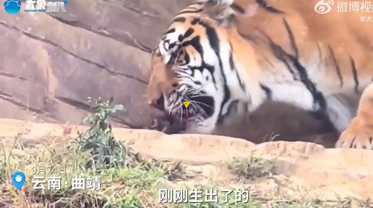 解释不清的哪是老虎，是我们总用“人味儿”套动物天性！云南动物园母虎吃幼崽，网友
