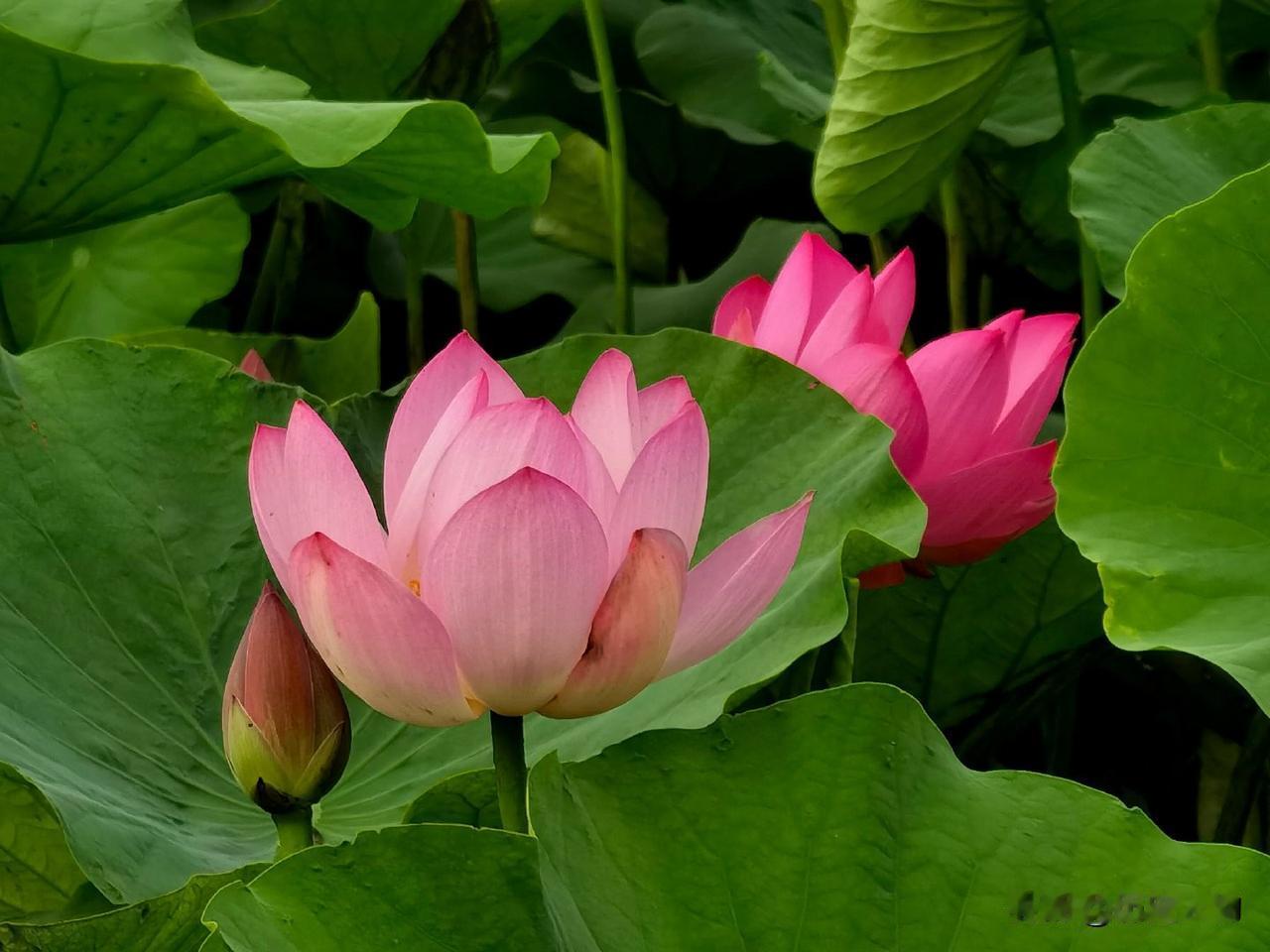 莲花出淤泥而不染，濯清涟而不妖。