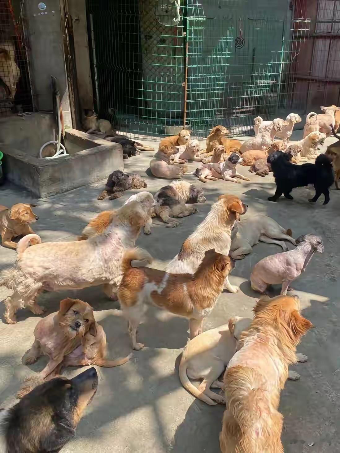 太暖心了，一位大哥留在了一个废弃的村子里，他收养了几百只流浪狗，而狗狗之间也一传