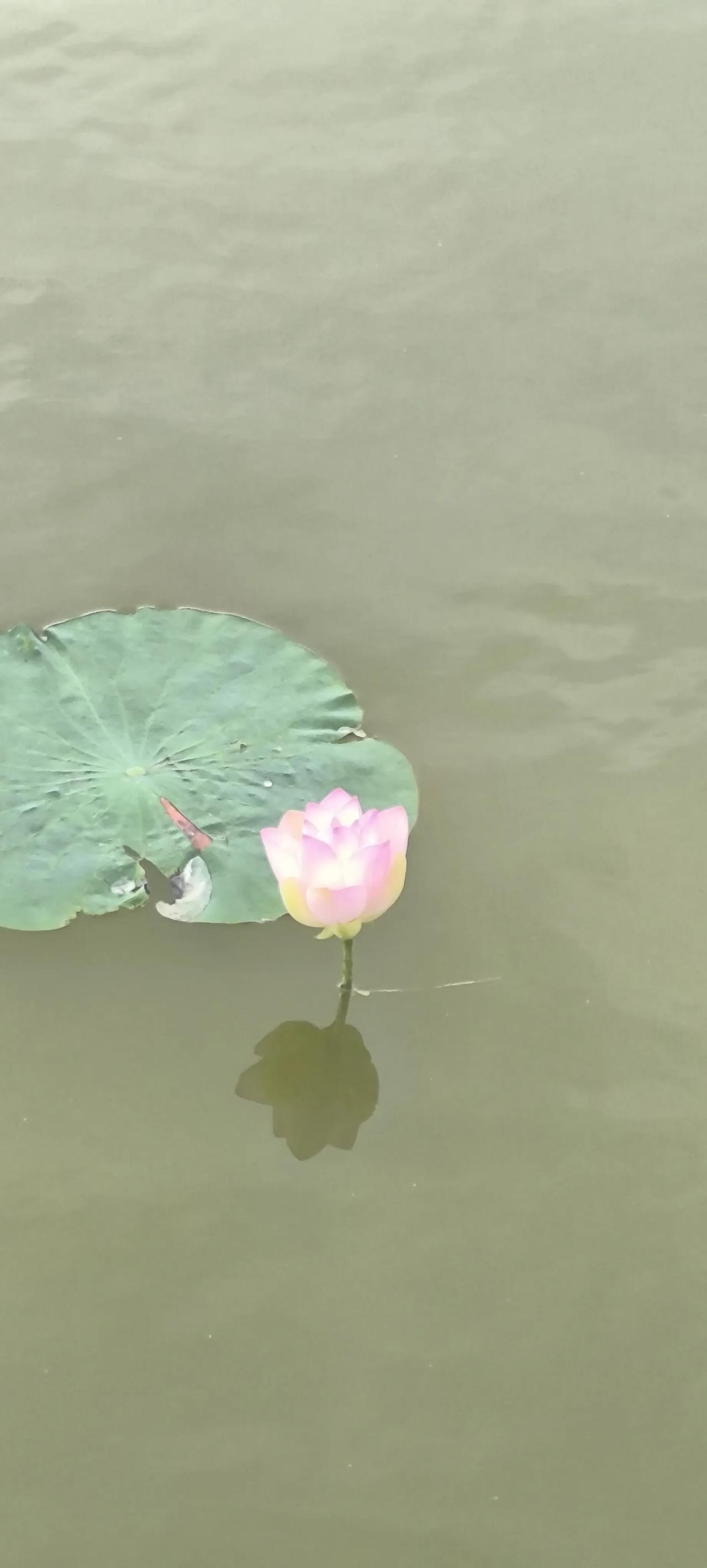 不用远赴江南，塞上银川，也藏着一池夏日荷塘诗意。一池静水，一叶青荷，一朵粉莲独