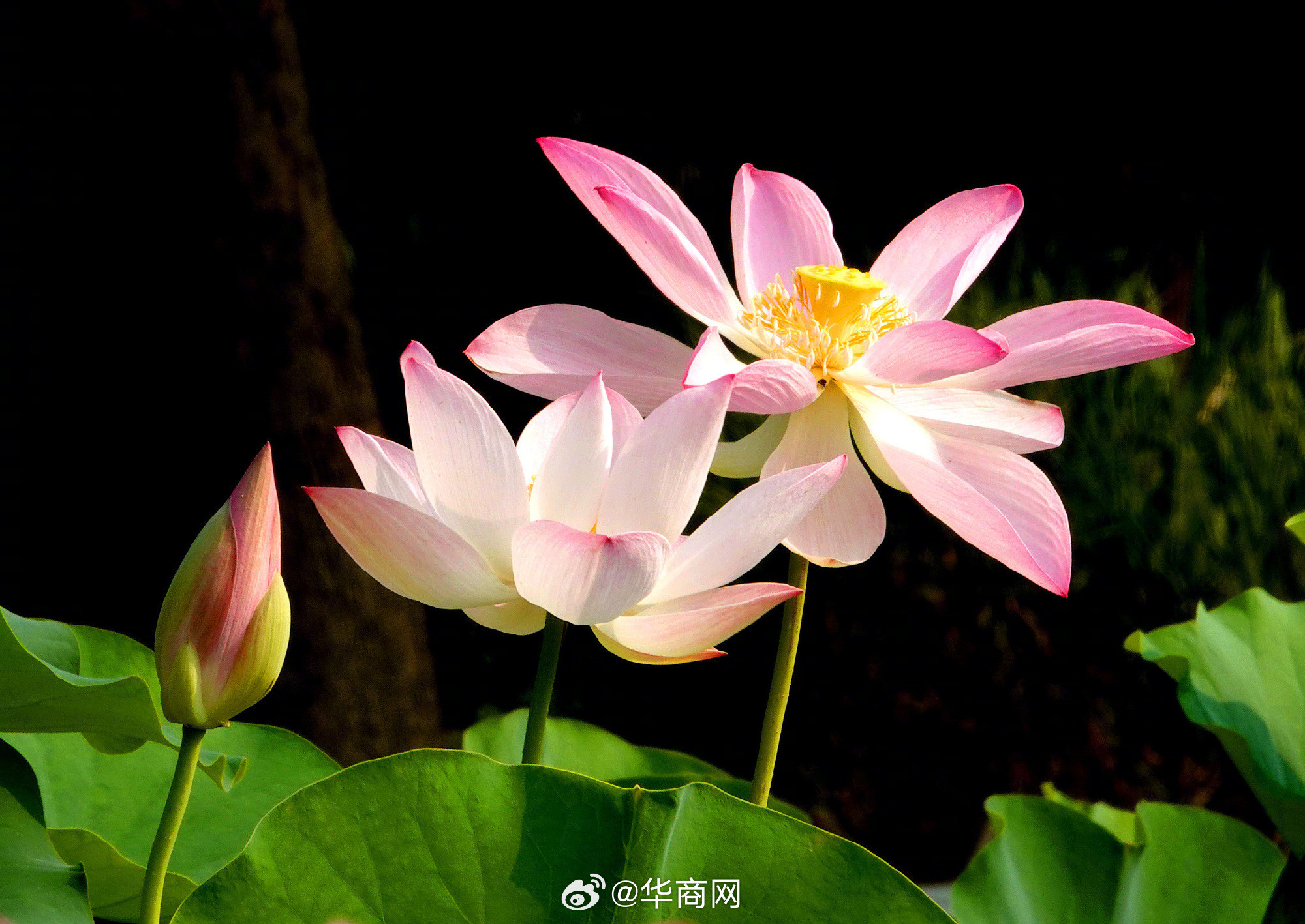 #三秦暮鼓#【#北京荷花绽放美得像水彩画#】近日，#北京莲花池公园荷花陆续绽放
