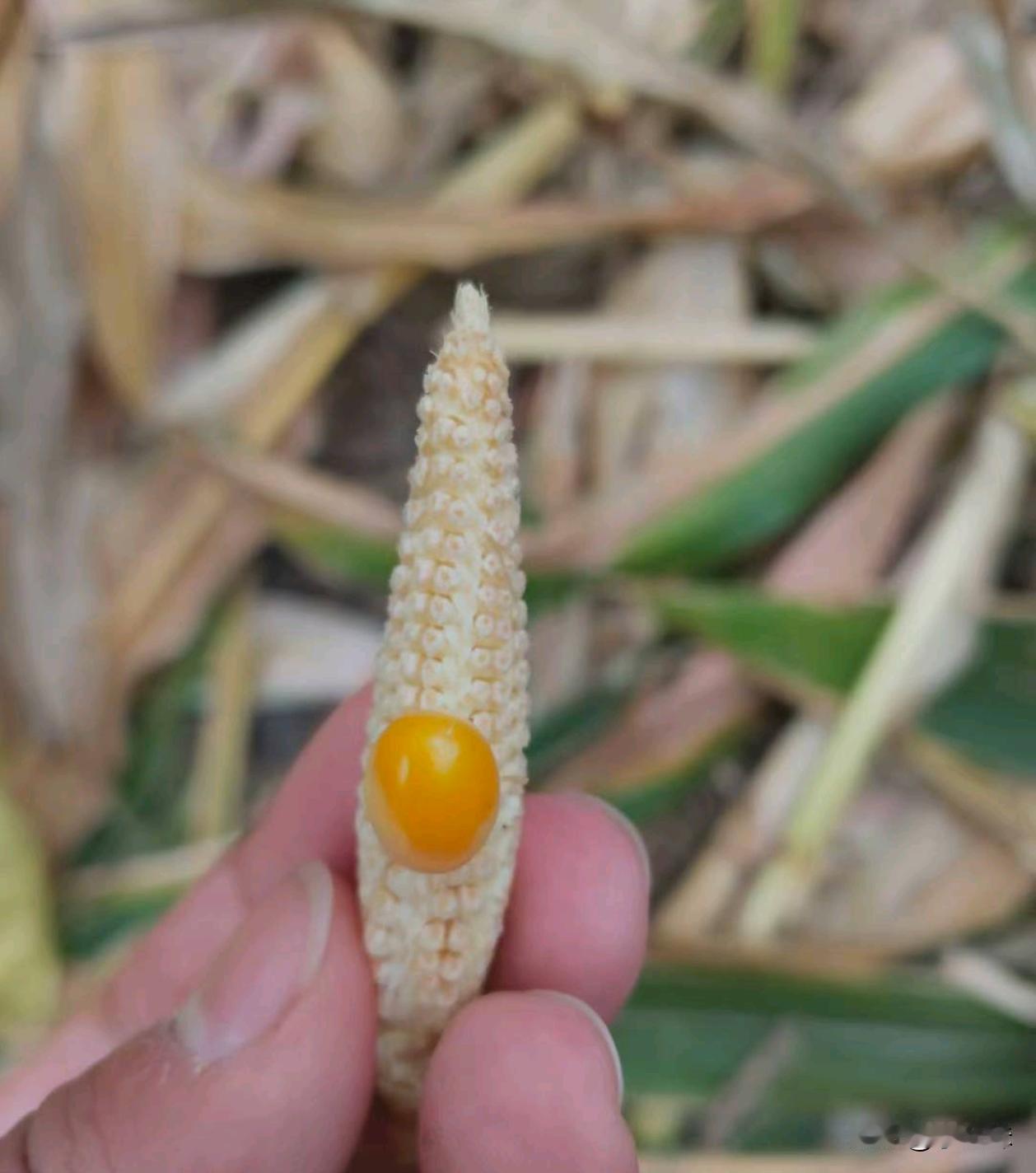 年年种年年亏，你们家都种的什么，有啥好的建议吗