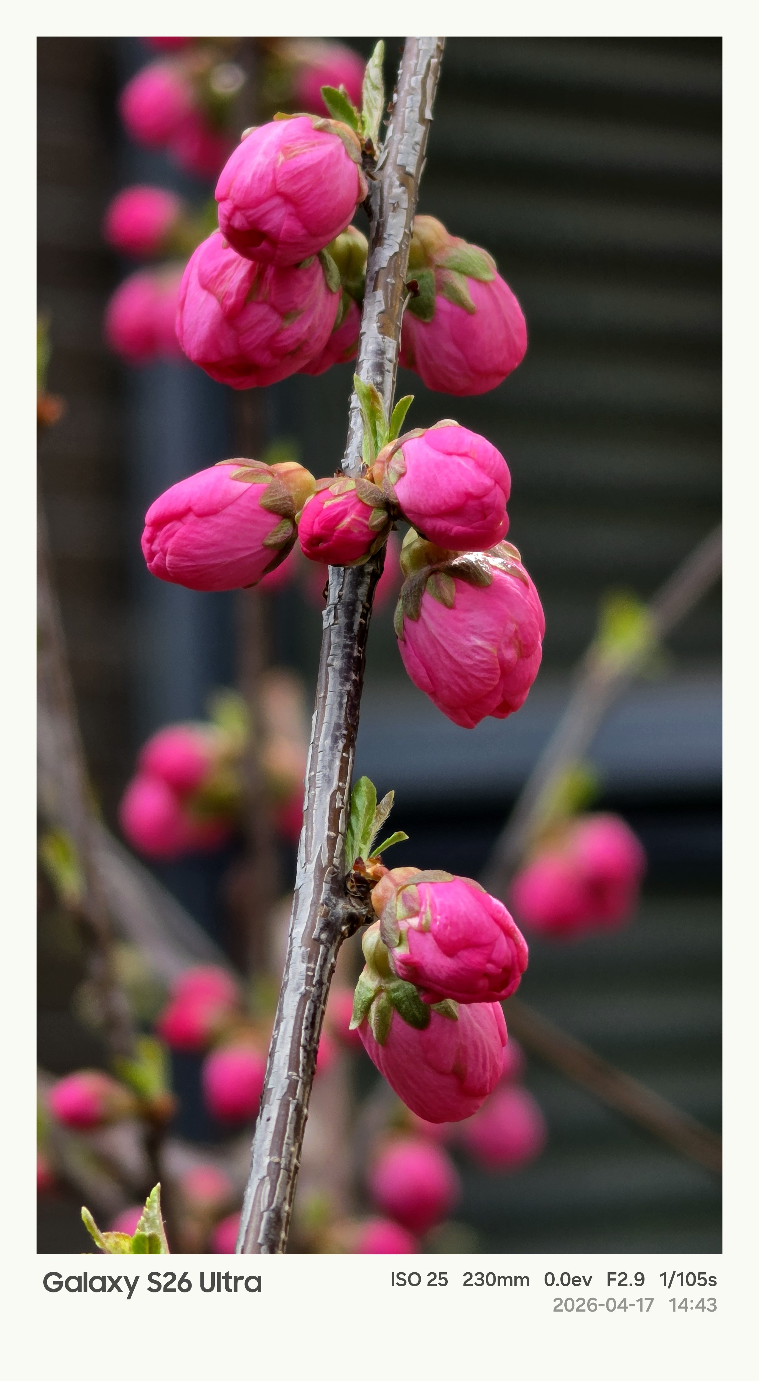 三星GalaxyS26Ultra10倍拍摄春天美景。你们那边可能早已经凋谢