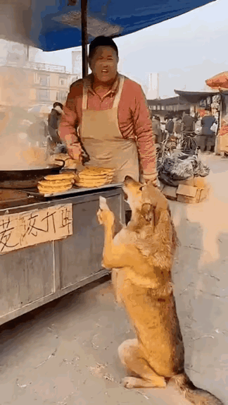 真的太坏了！一只流浪狗妈妈带着孩子生活在一个市场里，它以为这里的食物多，所以就决