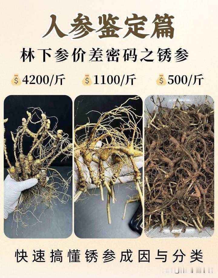 人参差价密码人参定价