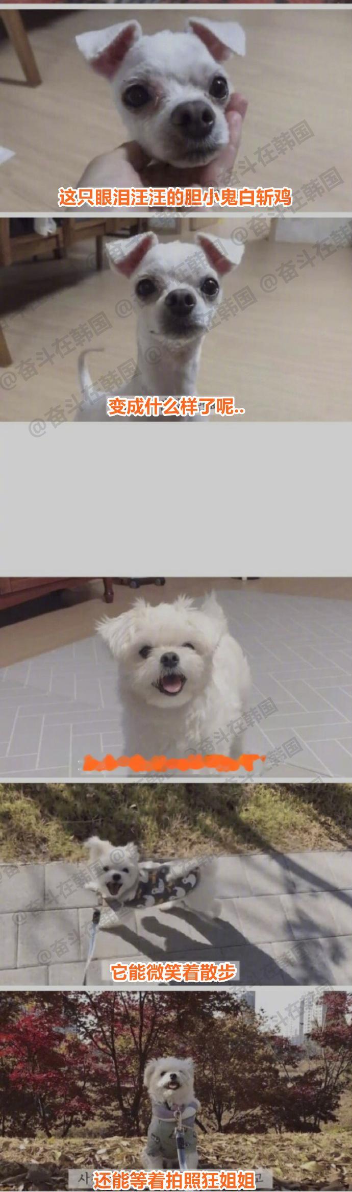 当流浪小狗被领养之后~海外新鲜事热点现场