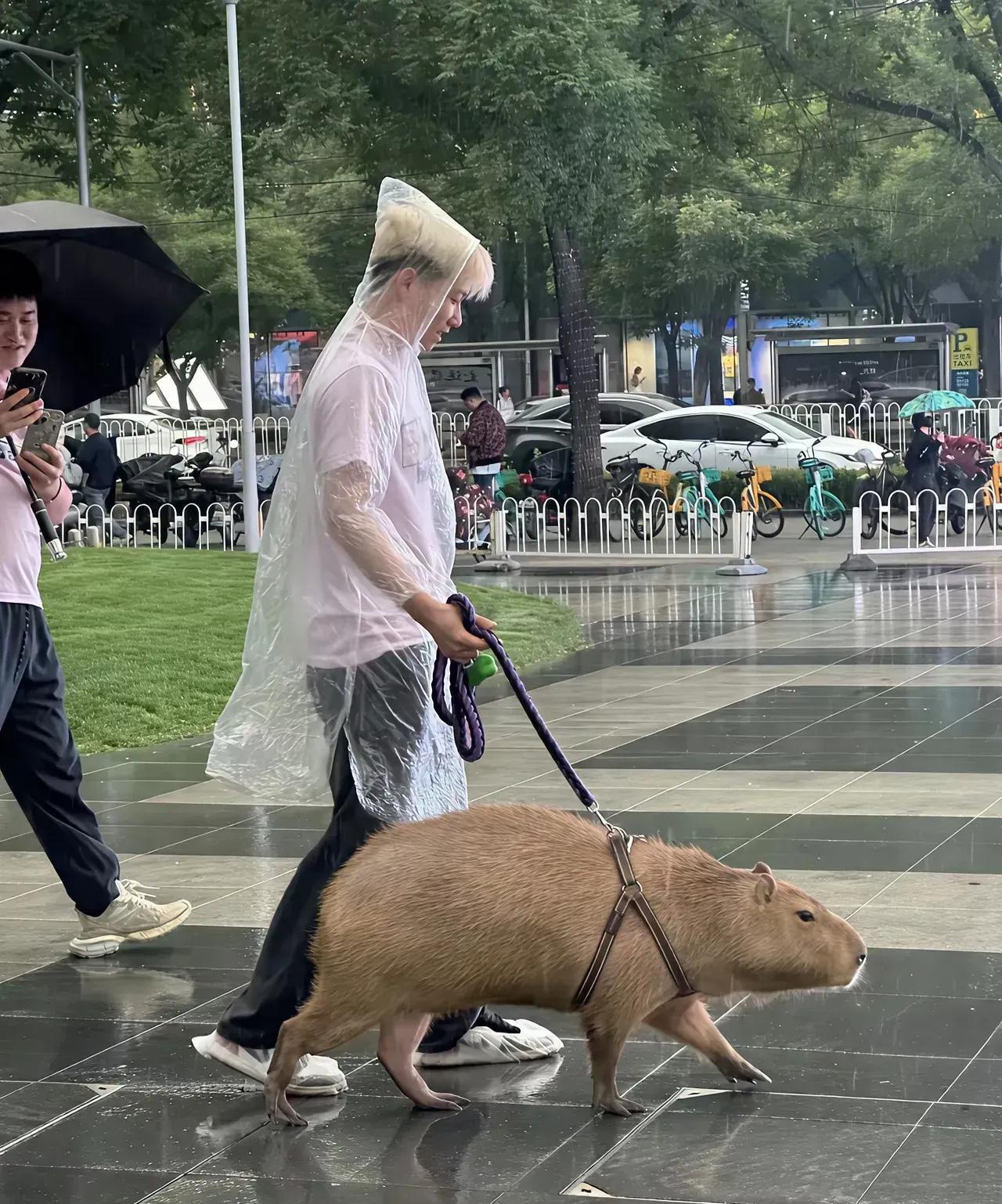 现在的人什么宠物都养，有人在大街上看到一个小伙子牵着水豚在溜达，但是不是一般家庭