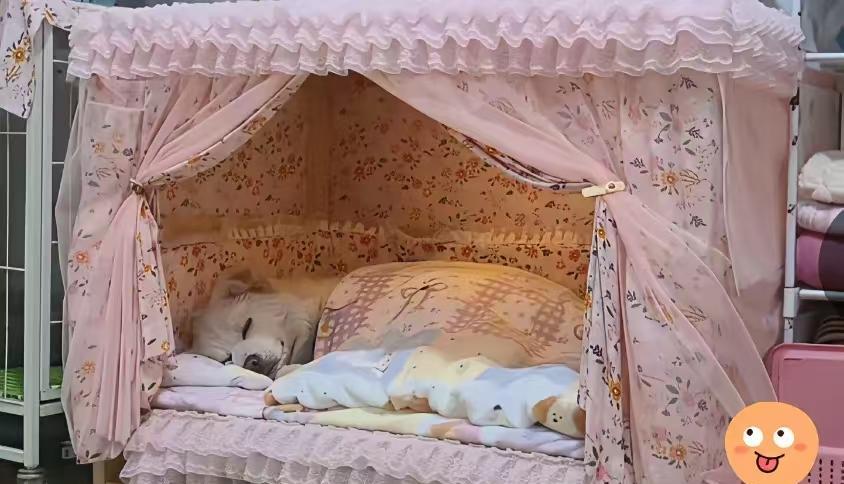 这狗窝比人住的都舒服，这条件不是所有人都能比的。嗨！就是生活太好了！5.6十年代