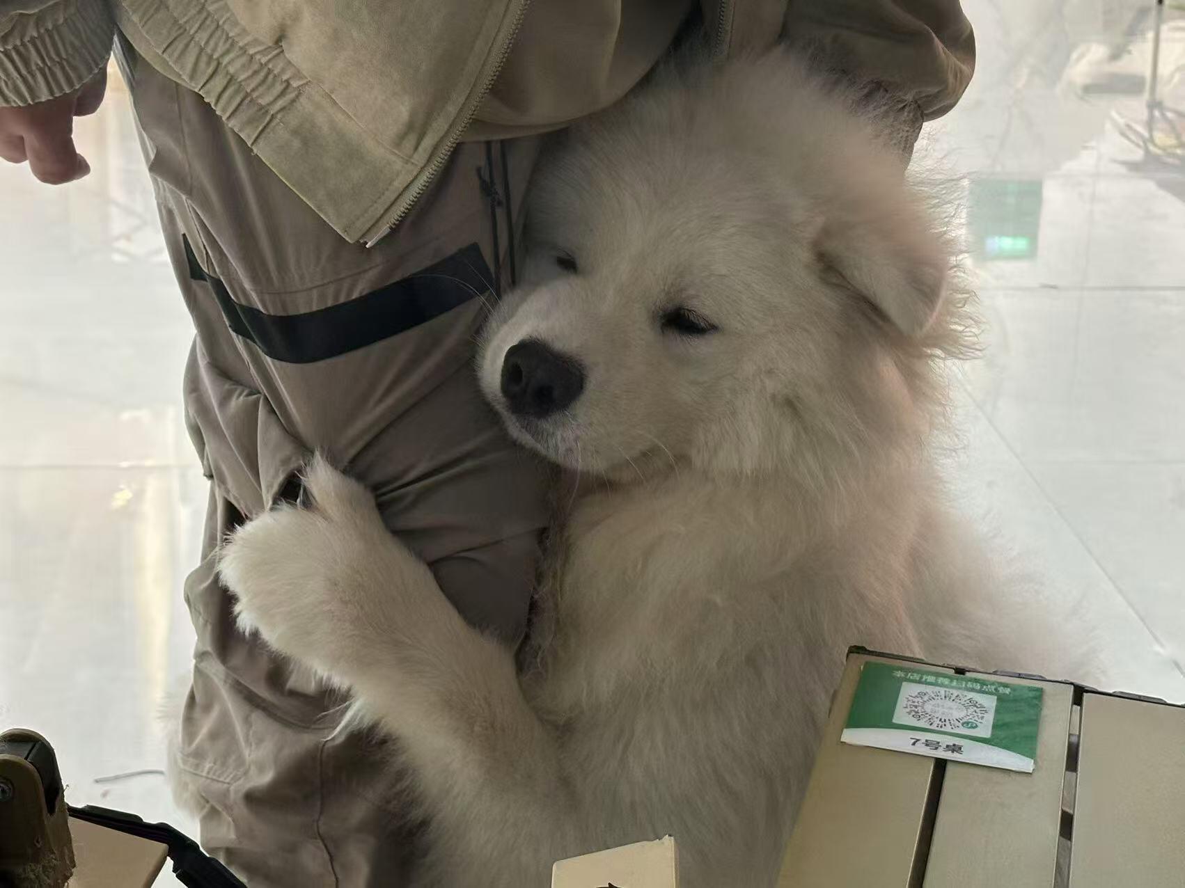 萨摩耶：可以不去上班吗​​​