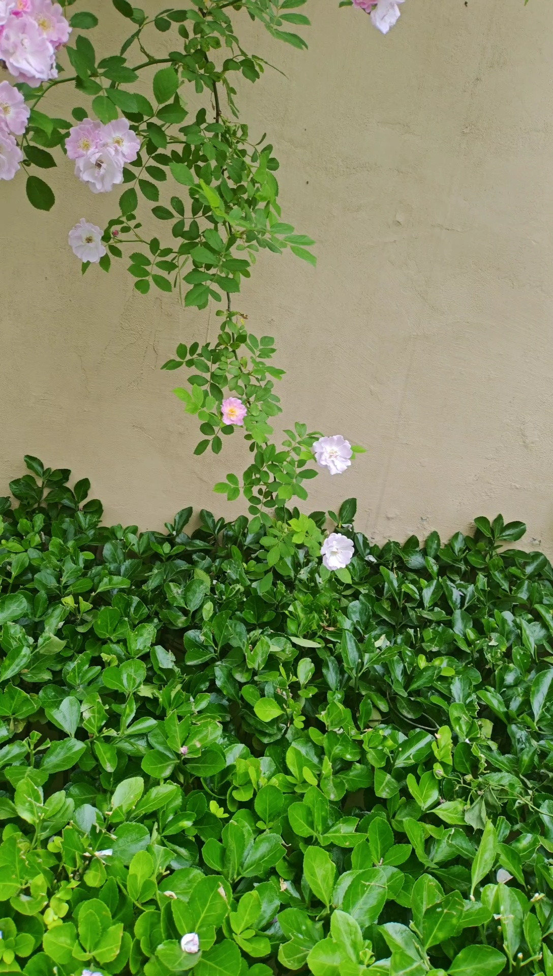立夏蔷薇独属她的美丽植物科普摄影不凡