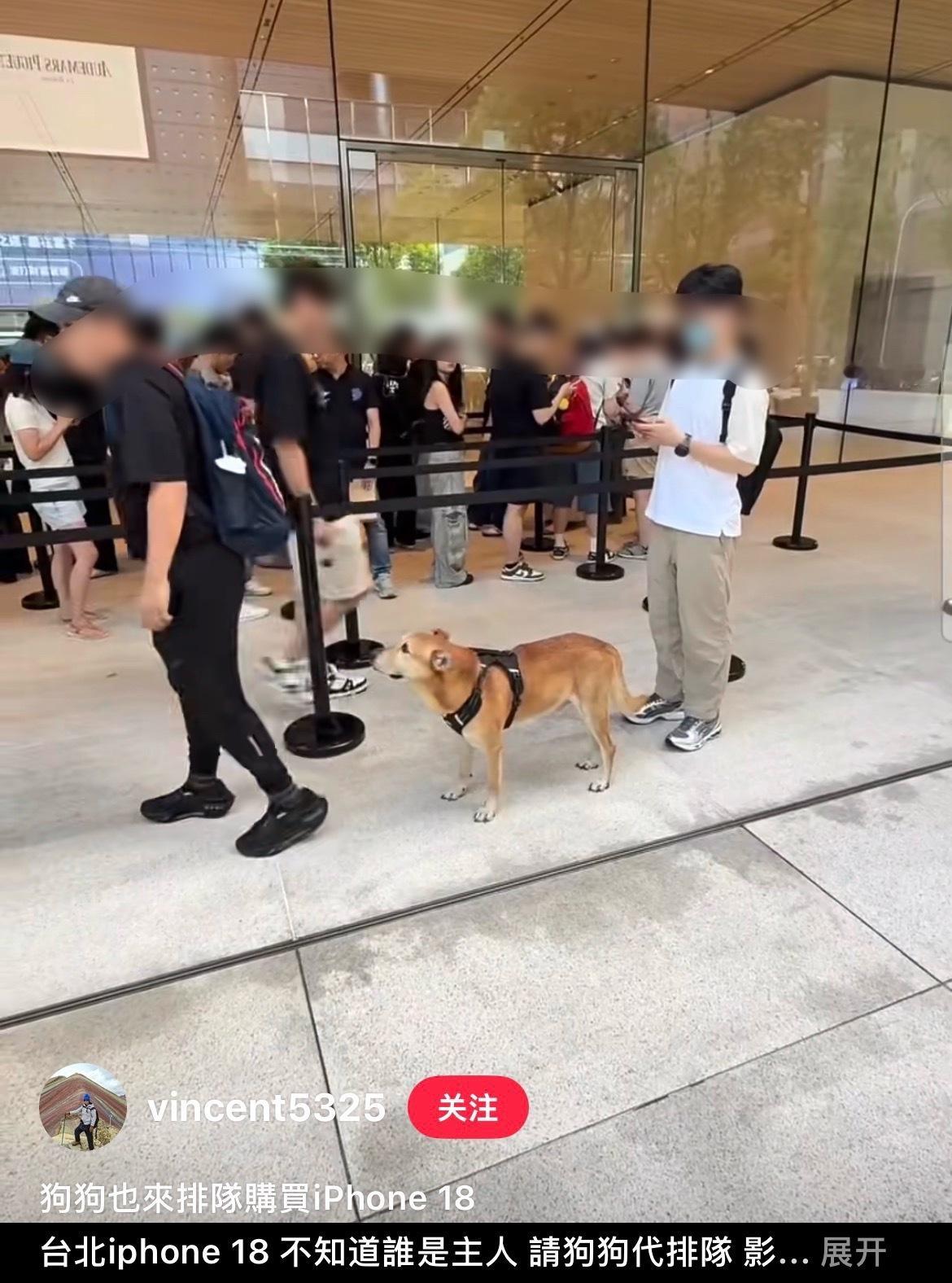 狗狗都知道排队​​​