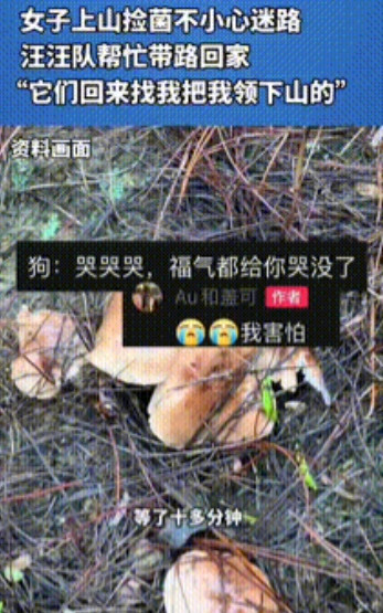 汪汪队立大功！云南，女子雨后想上山采菌子，便带着自家的狗上山了，结果走着走着