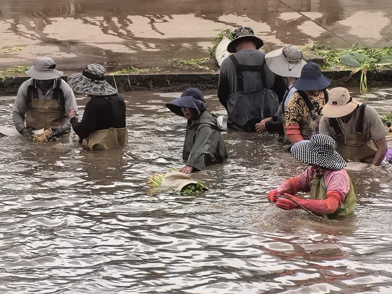 勤劳的通海菜农晨曦中便在水塘清洗蔬菜。