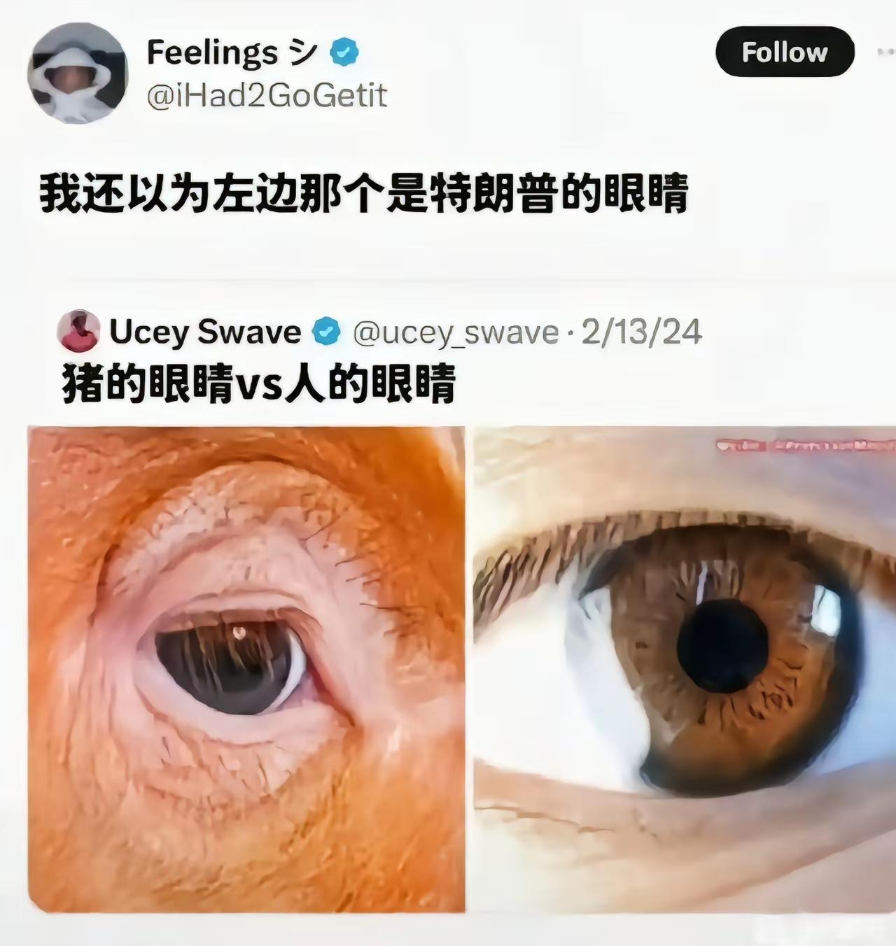 有一位网友发布一张对比图，左边是猪眼，右边是人眼。有人脑洞大开，非说左边的猪