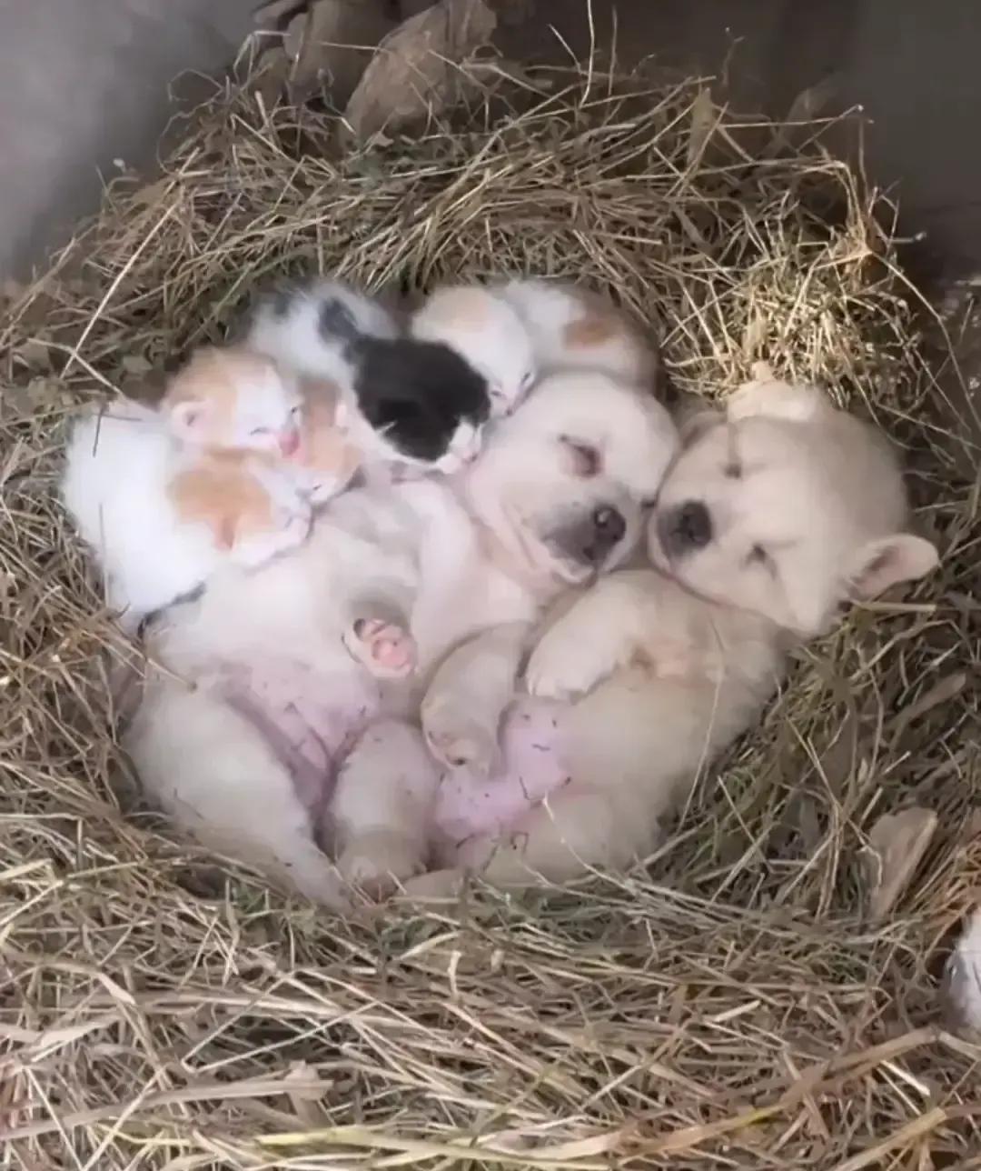 一只流浪花猫在郊区废弃水泥管里带娃，被晨练的人拍到身边多了只棕黄小狗，个头比自家