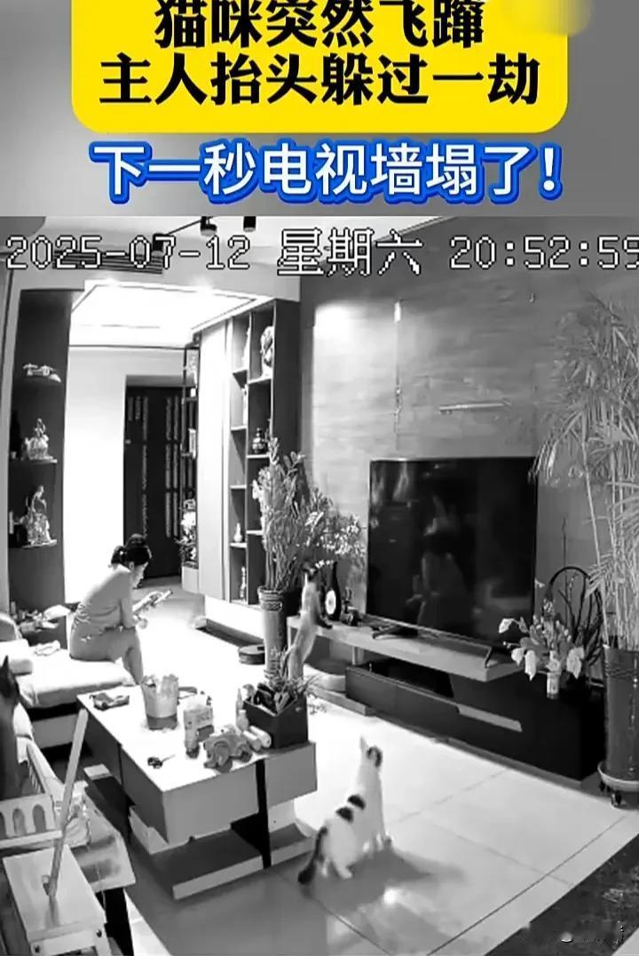 太神奇了！7月12日，山东一名女子正坐在沙发上玩手机时，家中的小猫原本很安静地蹲