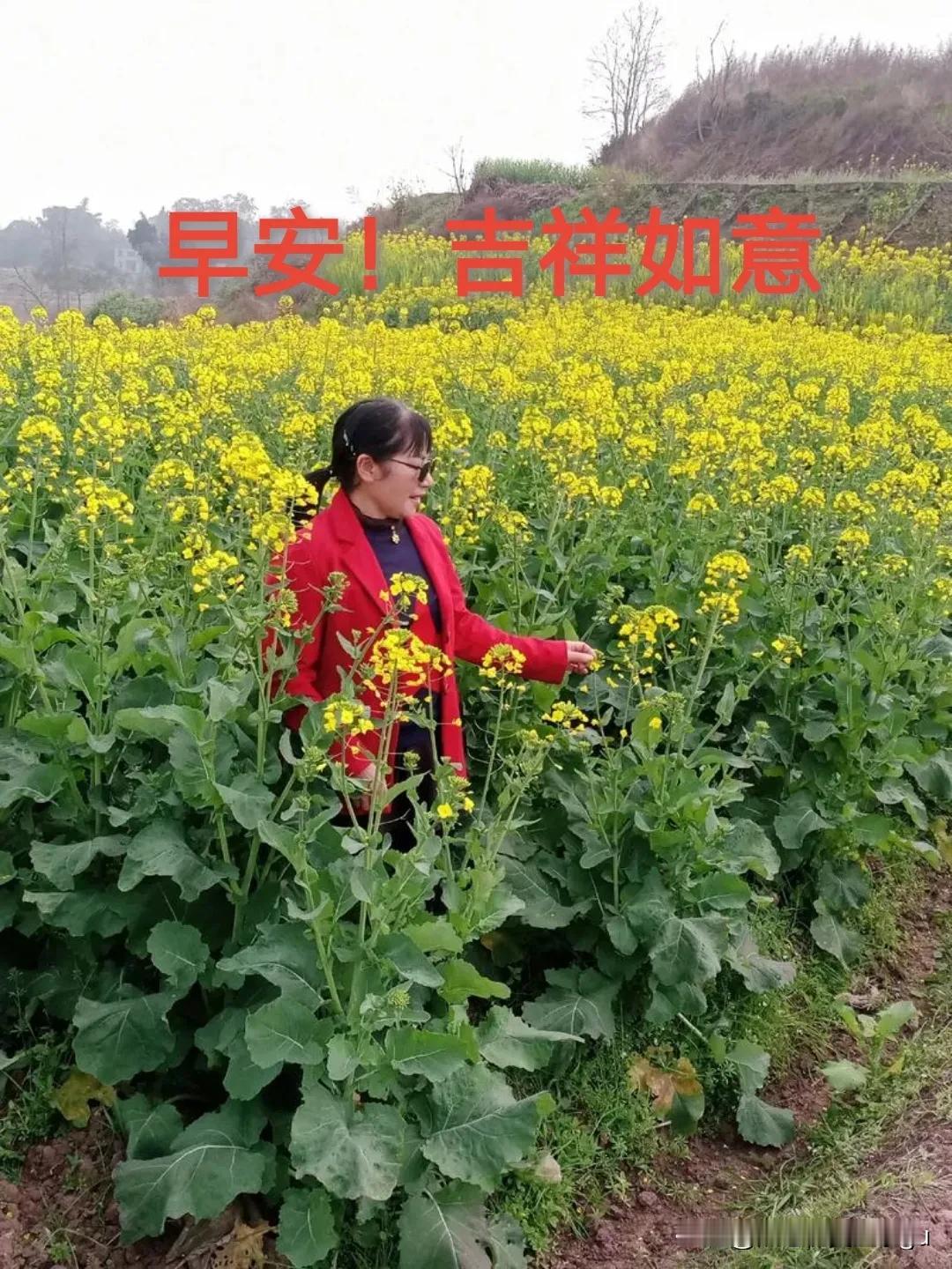 🌞[玫瑰]春天来了春回大地！油菜花盛开的田野！是春天最动人画卷！愿