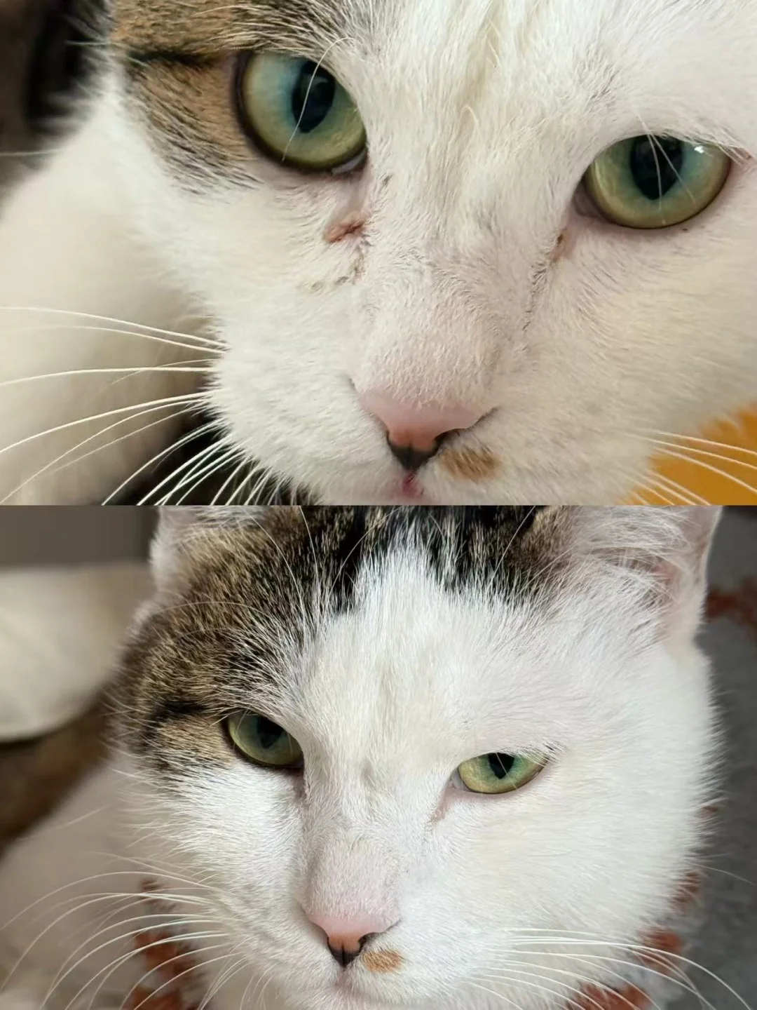 猫家庭亲测！泪痕真的退退退！