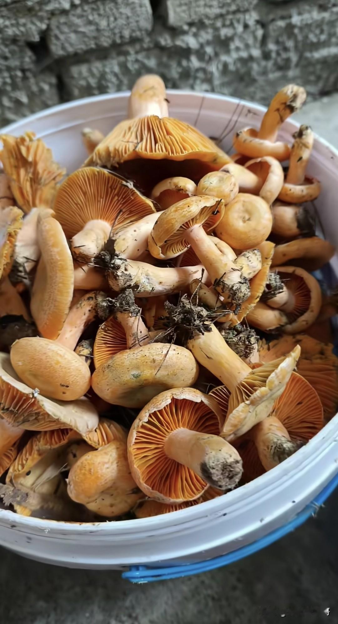 你们那里把这个菌子叫什么？