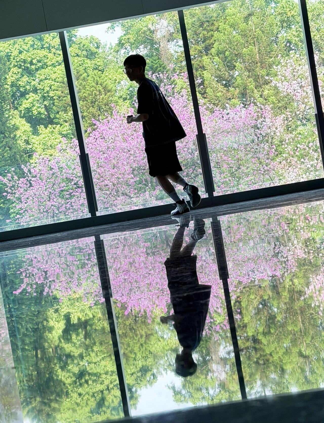 有种穿越漫画里的感觉🌸越秀国际会议中心外面的紫荆花终于开了，趁着人不多赶紧去