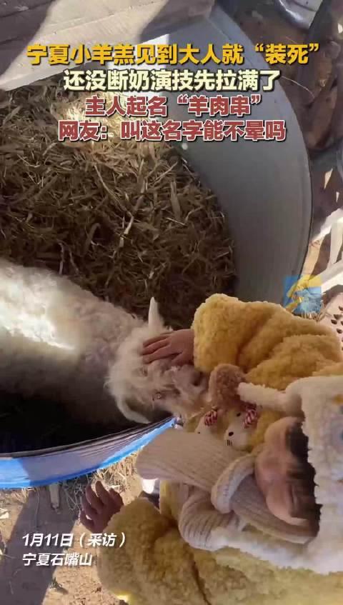 宁夏小羊羔“装死”走红，有人出价13万求购！谁能想到，一只三个月大的小羊羔，