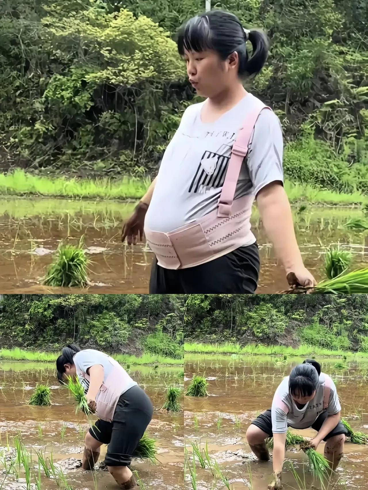 湖南怀化一村子，怀孕八个月的孕妇赤脚踩进泥水田插秧，丈夫在田埂递苗，婆婆弓着腰忙