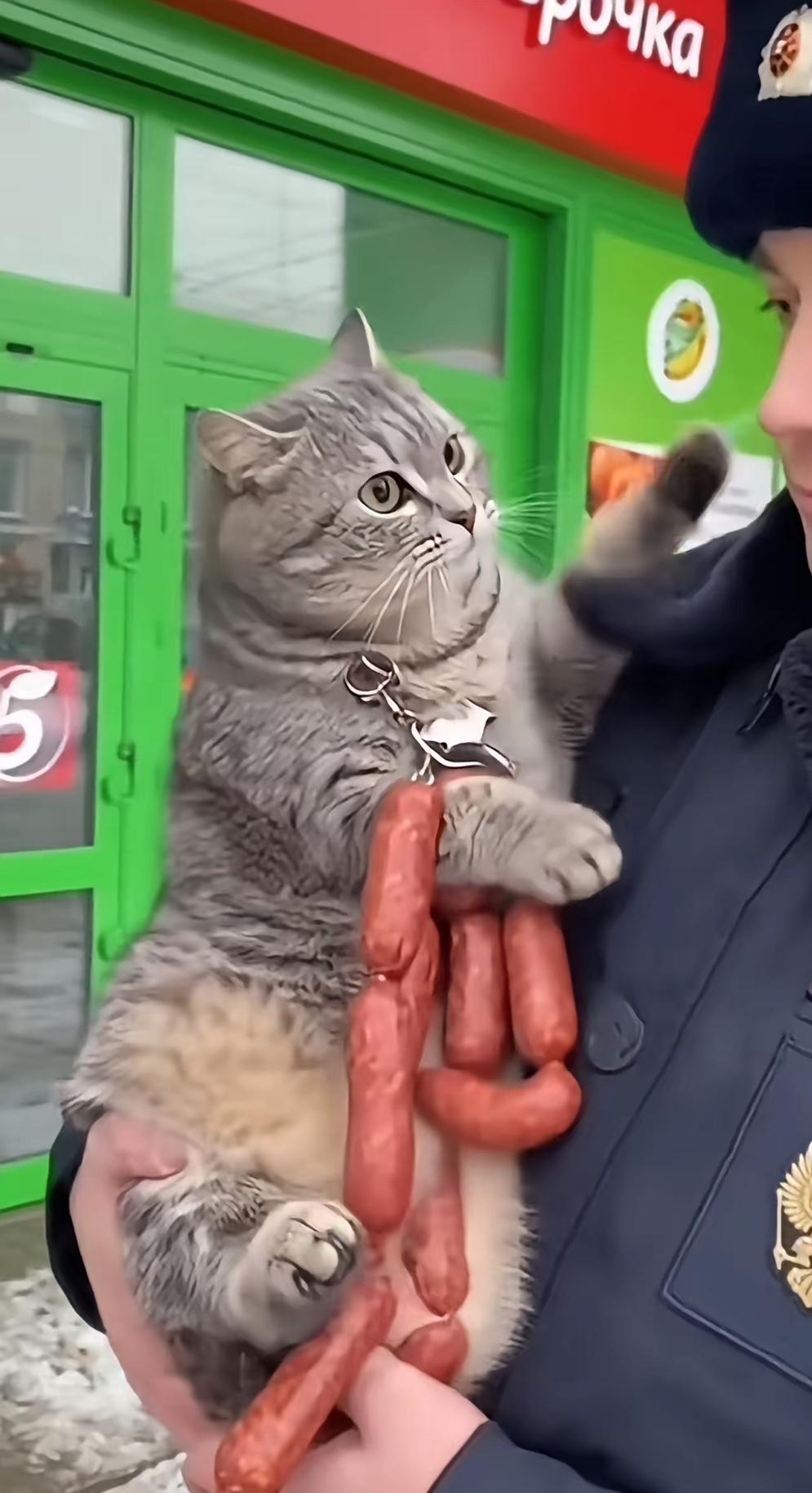 俄罗斯警察哄狸花猫这幕，也太会整活了！拿一大串肉香肠当“谈判筹码”，还软乎乎哄着