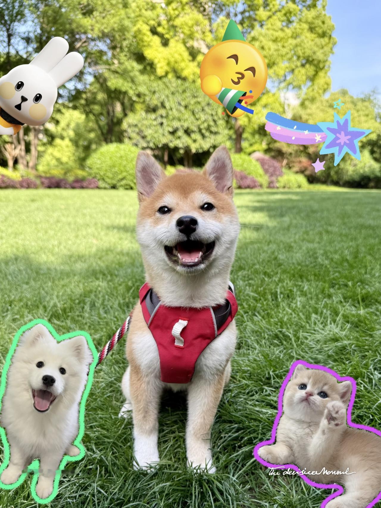 萌爆了！当我把汪星人喵星人做成随心贴后~今天突发奇想拿汪星人🐶和喵星人🐱做