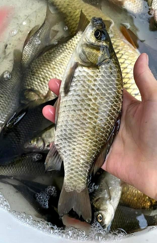 野钓高手，竟然栽在30块钱的鱼塘里？别小看城郊那些“老头乐”鱼塘，水肥鱼滑，