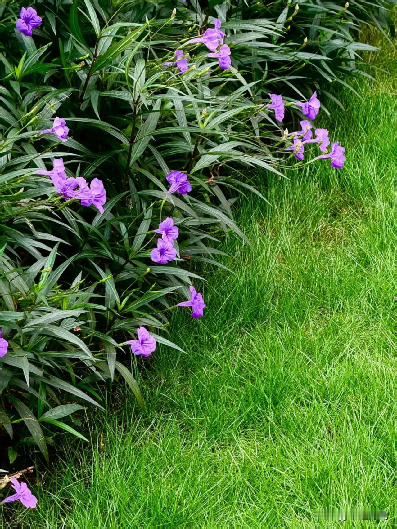 分享一张最近随手拍的照片
