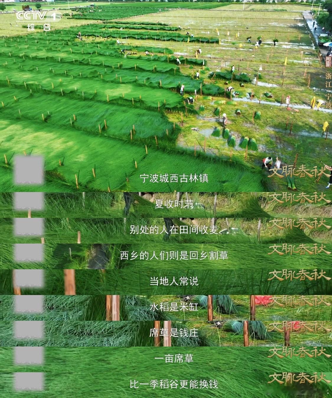 中国草席1000多年前就火到海外一张草席竟能滴水不漏🌾古林镇不种稻改种席草，靠