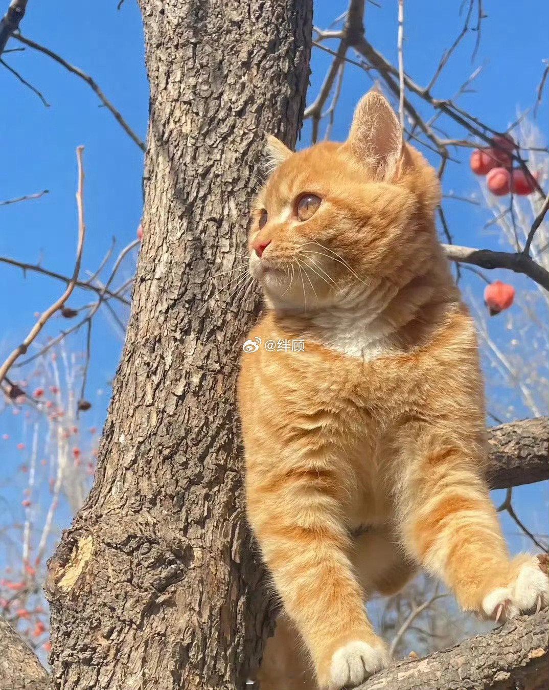 被招财猫看到的你，请不要无视要暴富​​​