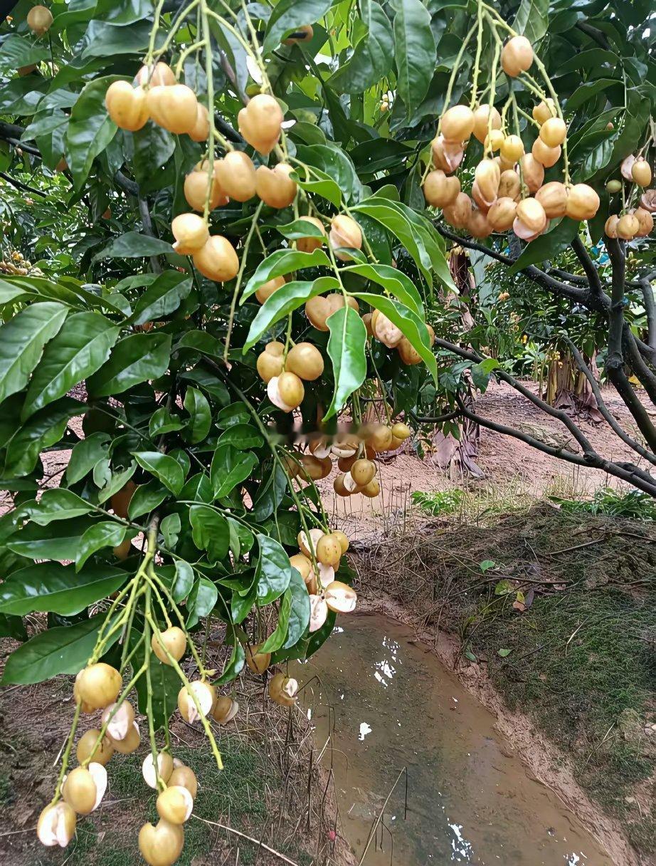 一块钱一斤都没人要了，怎么办呀？