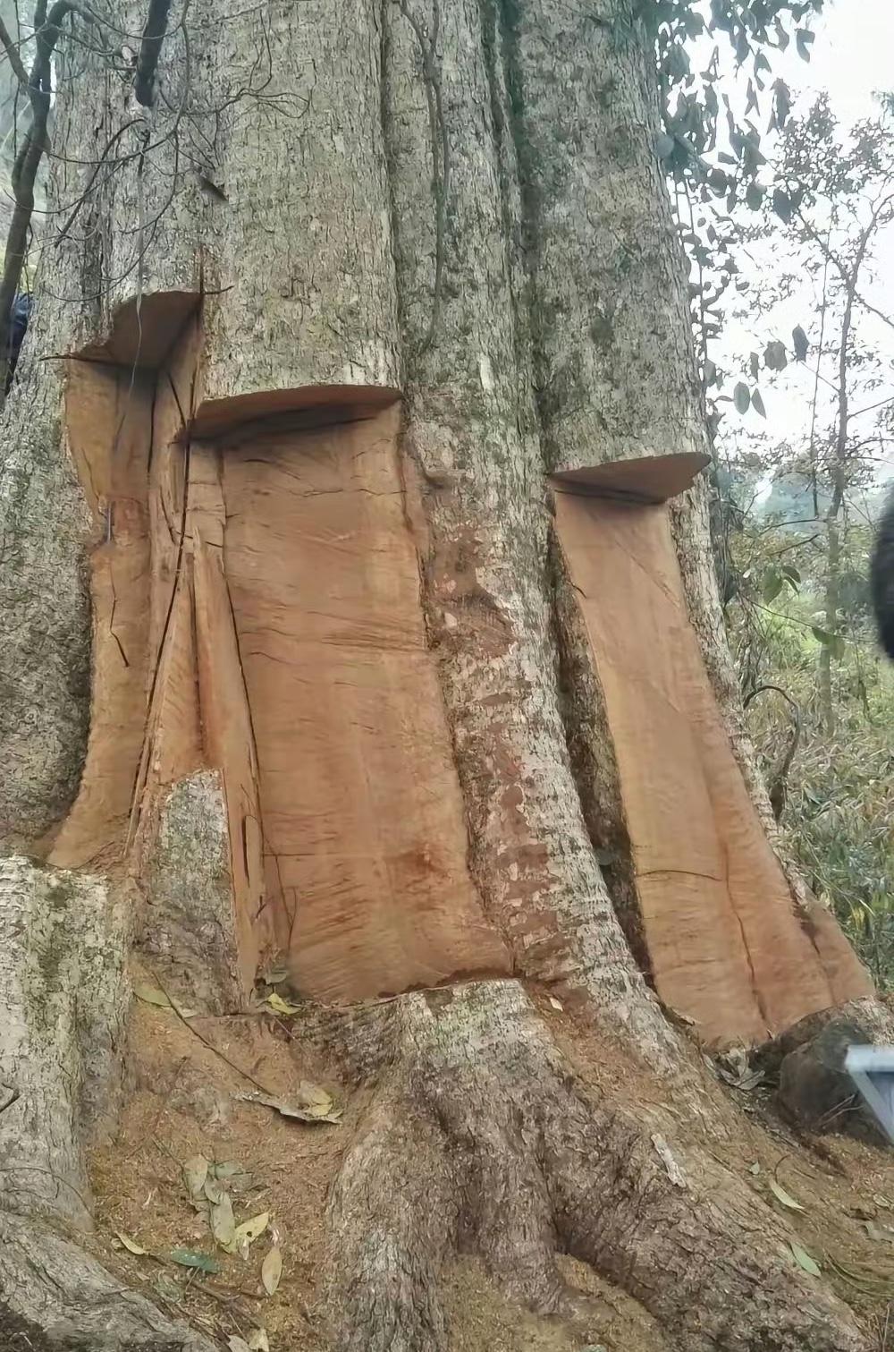 贵州雷山县一棵千年金丝楠木被人“割肉”，实在惨不忍睹，最终有11人参与盗伐的被判