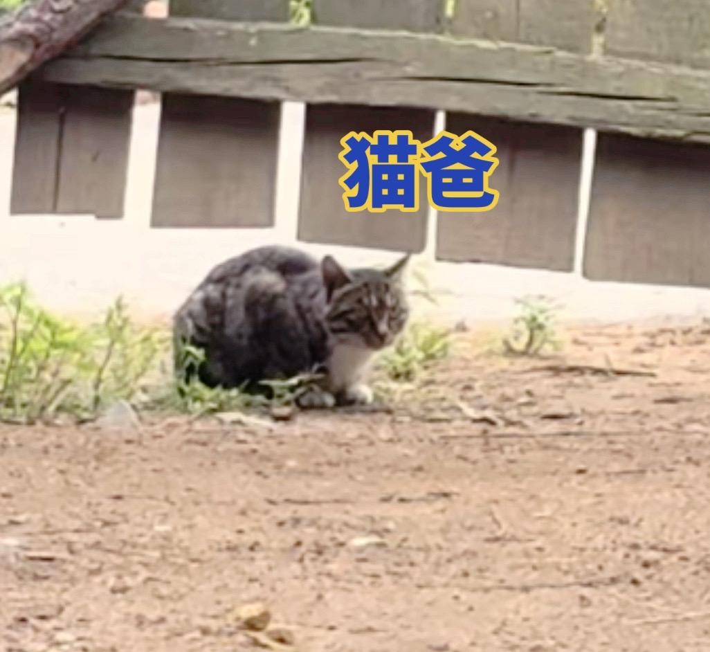 狸花猫和布偶猫的后代