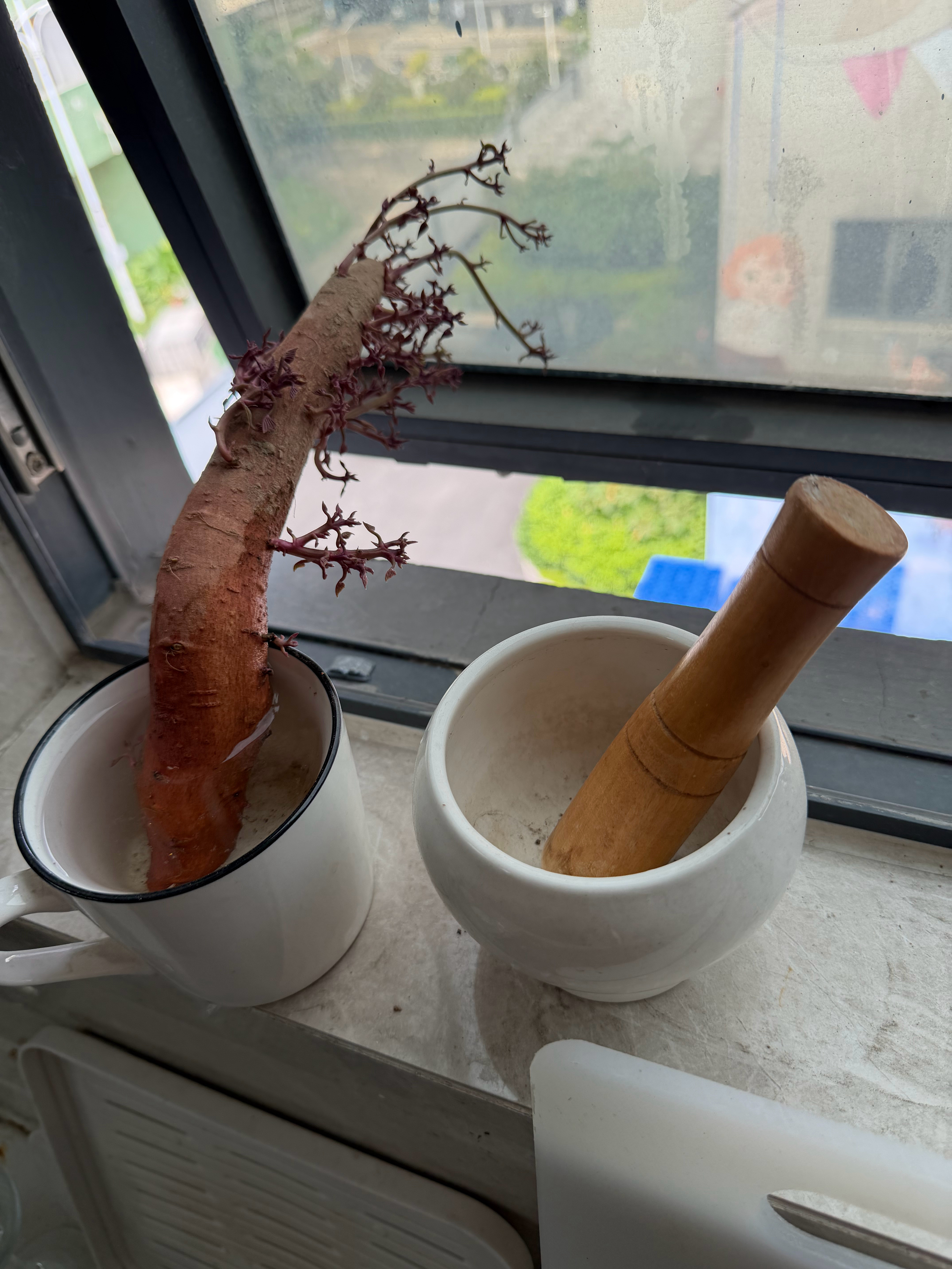 种一个盆景：红薯花​​​