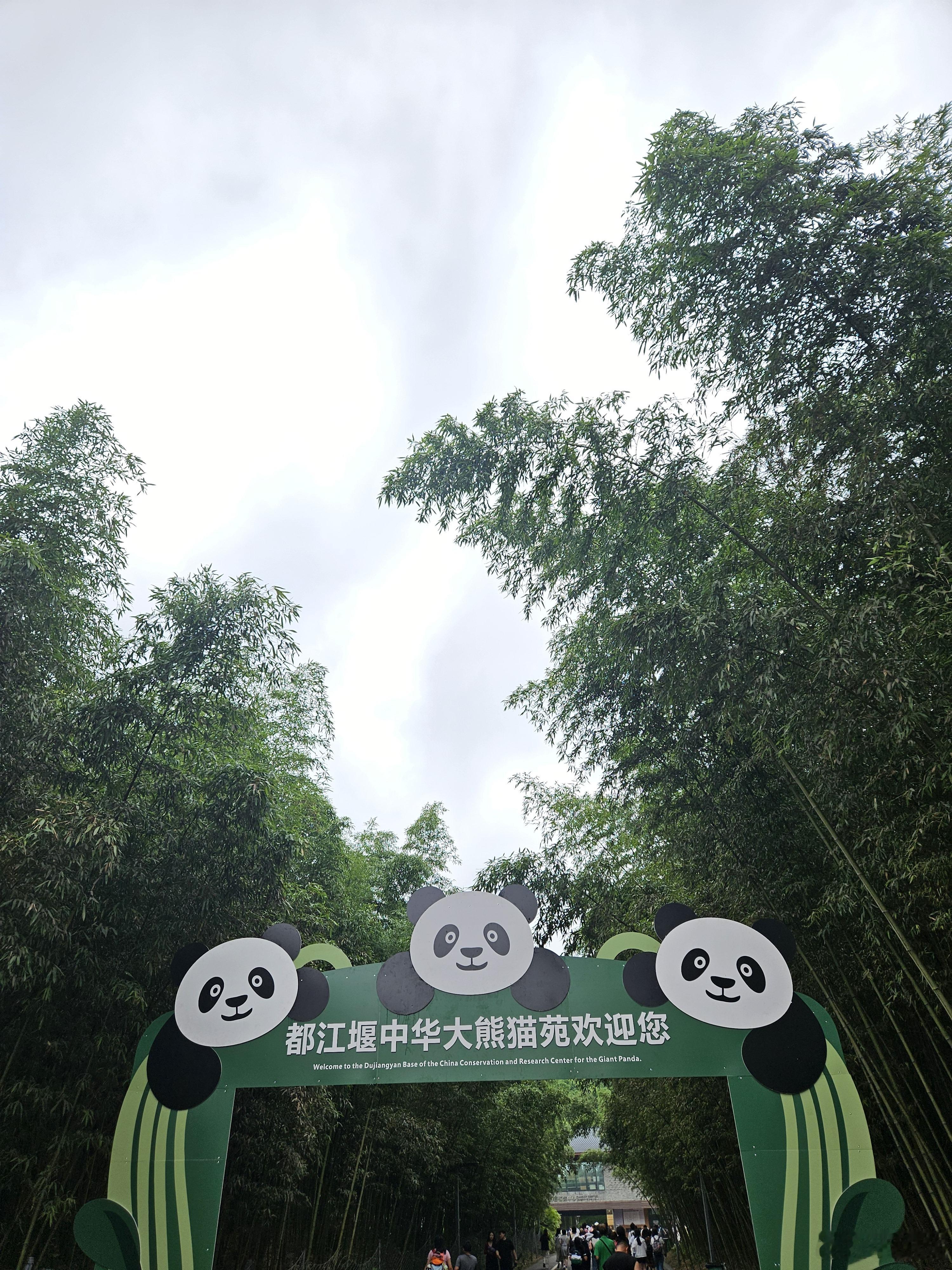 给大家汇报一下今天的行程今天一大早，去都江堰大熊猫保护中心当了“一日